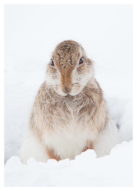 Mountain Hare 2