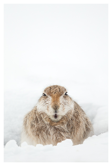 Mountain Hare resting 1