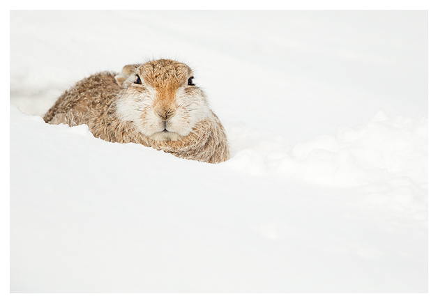 Mountain Hare resting 3