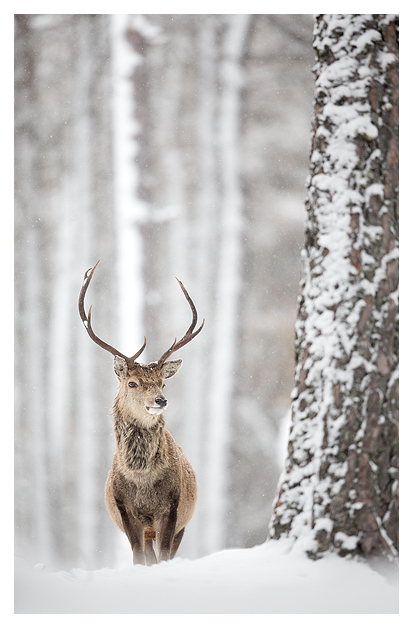Red Deer and Snow 9