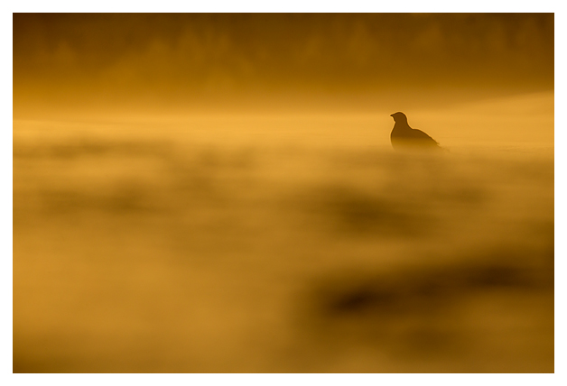 1 Black Grouse in a snowstorm