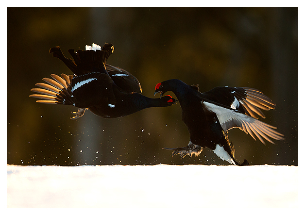 10 Black Grouse fighting 3