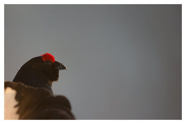 12 Black Grouse displaying 1