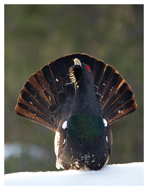 Capercaillie displaying male in the snow (Tetrao urogallus), Finland, March 2015