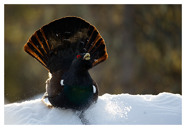15 Male Capercaillie displaying 3
