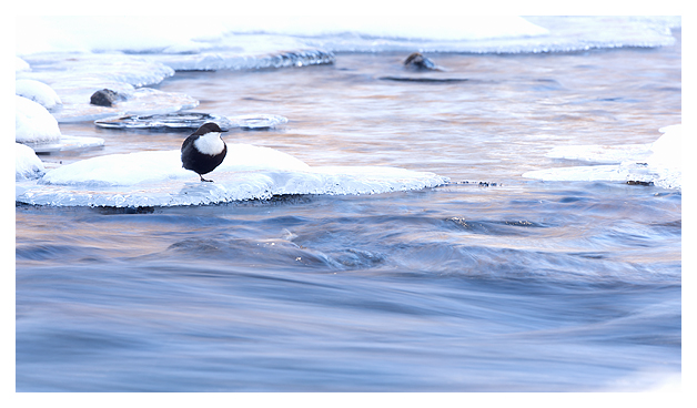 Dipper on an Icy River (Cinclus), Finland, March 2015
