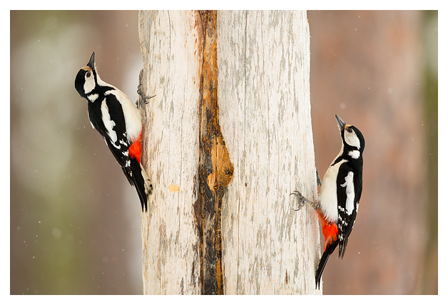 19 Great Spotted Woodpeckers
