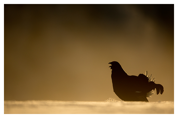2 Black Grouse displaying 2