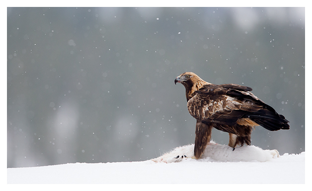 20 Golden Eagle