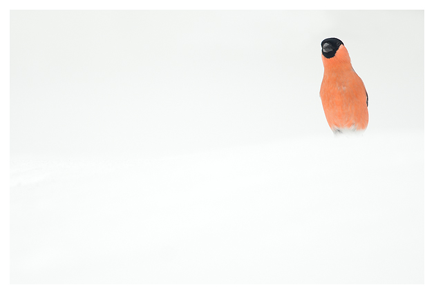 Male Bullfinch in the snow (Pyrrhula pyrrhula), Finland, April 2015