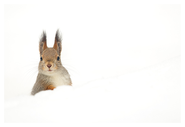 Red Squirrel in the snow (Sciurus vulgaris), Finland, April 2015