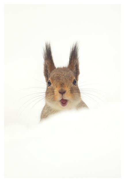 Red Squirrel in the snow (Sciurus vulgaris) , Finland, April 2015