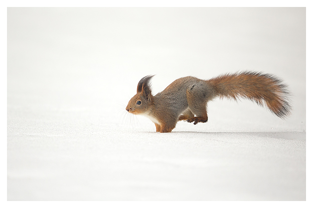 Red Squirrel running in the snow (Sciurus vulgaris) , Finland, April 2015