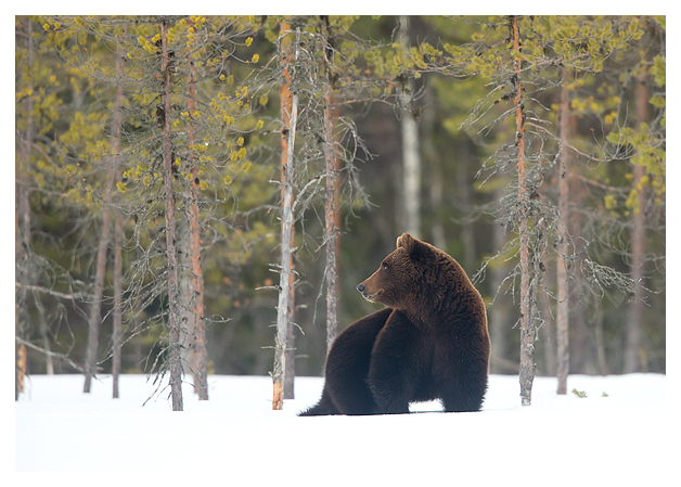 Male European Brown Bear in the snow (Ursus arctos), Finland, April 2015