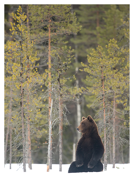 Male European Brown Bear in the snow (Ursus arctos), Finland, April 2015