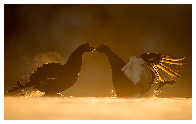 4 Black Grouse fighting