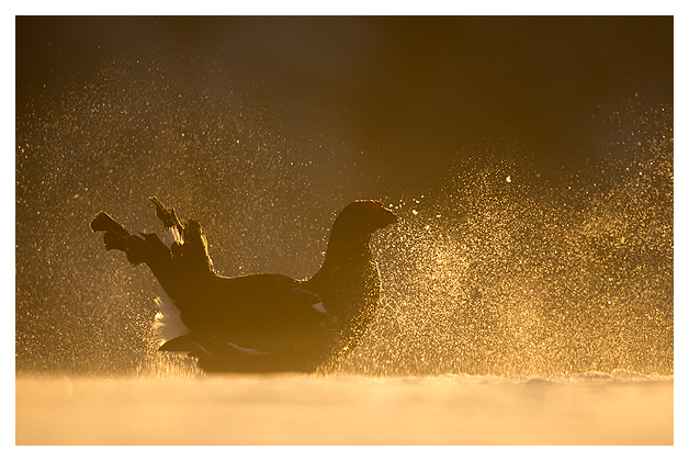 6 Black Grouse displaying 3