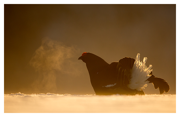 7 Black Grouse displaying 4
