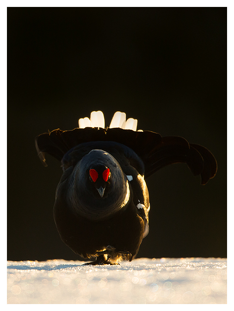 8 Black Grouse displaying