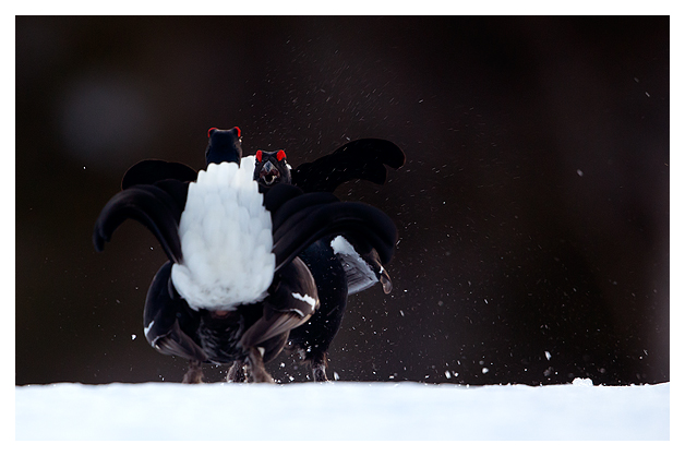 9 Black Grouse fighting 2