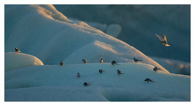 Arctic Terns