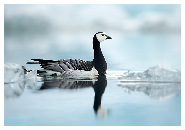 Barnacle Goose amongst Ice 1
