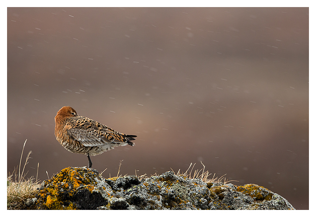 Black-tailed Godwit resting