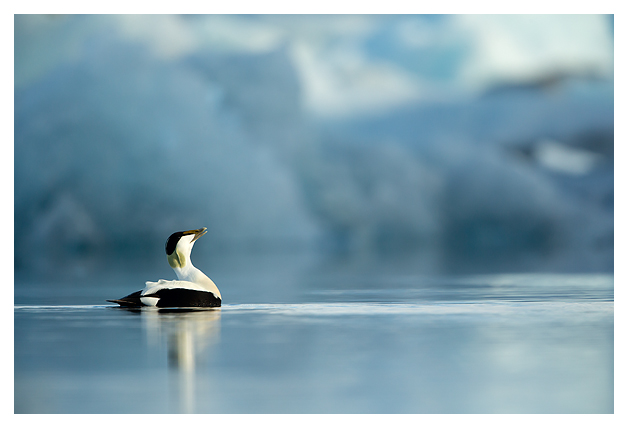 Common Eider Male