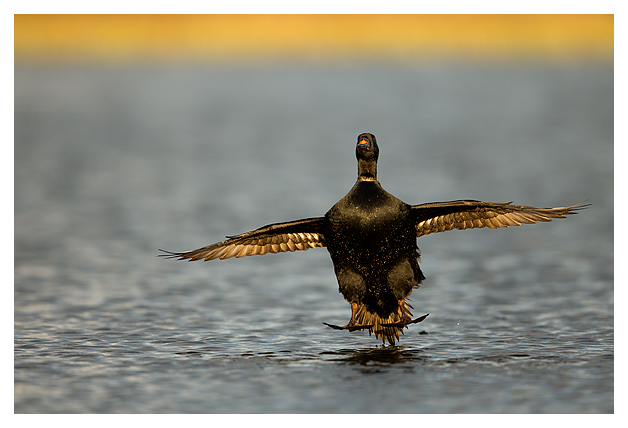 Common Scoter in flight