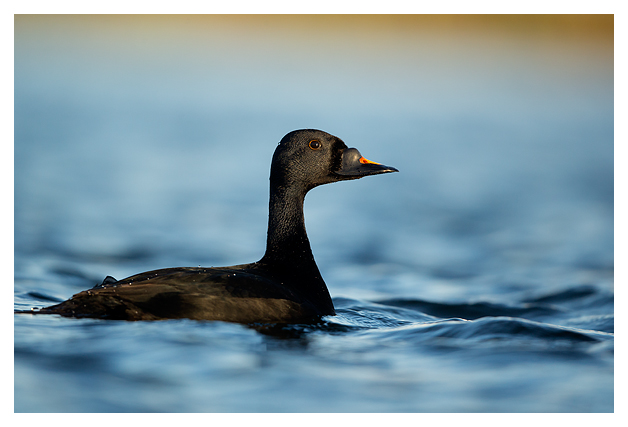 Common Scoter