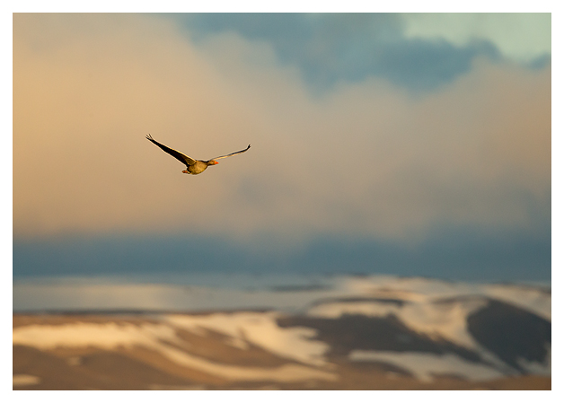 Greylag Goose