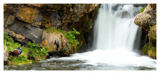 Harliquin Duck and Waterfall