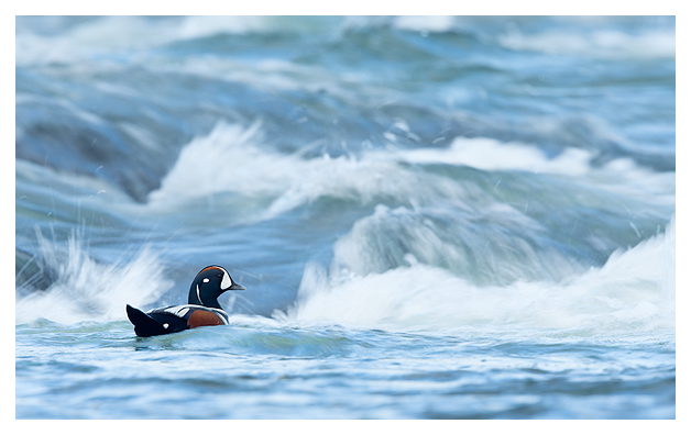 Harliquin Duck and rapids