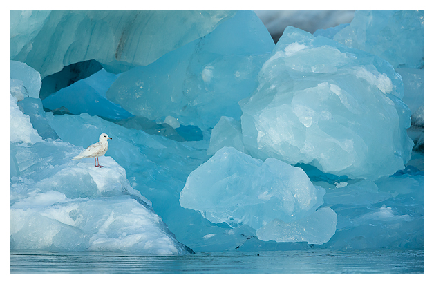 Iceland Gull and Blue Ice 1