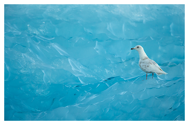 Iceland Gull and Blue Ice 2