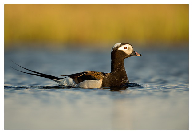 Long Tailed Duck