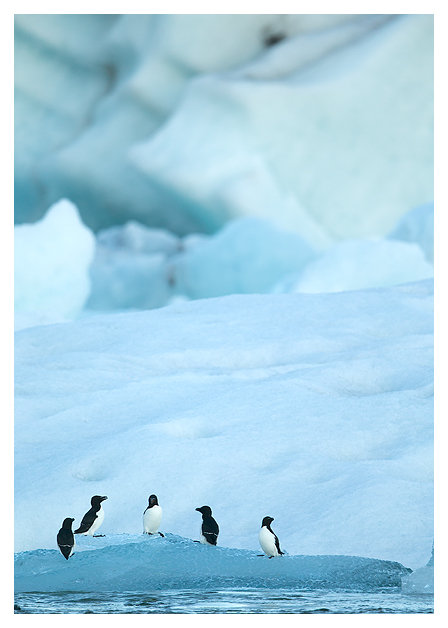 Razorbill amongst Ice 2