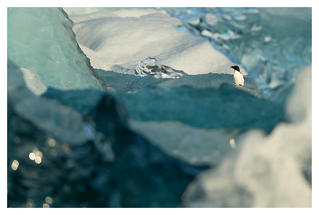 Razorbill amongst Ice 3