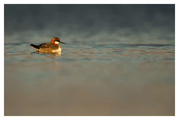 Red Necked Phalarope