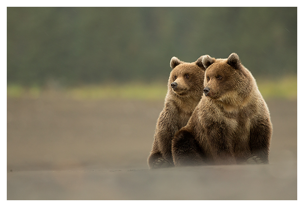 Grizzly Cubs 4