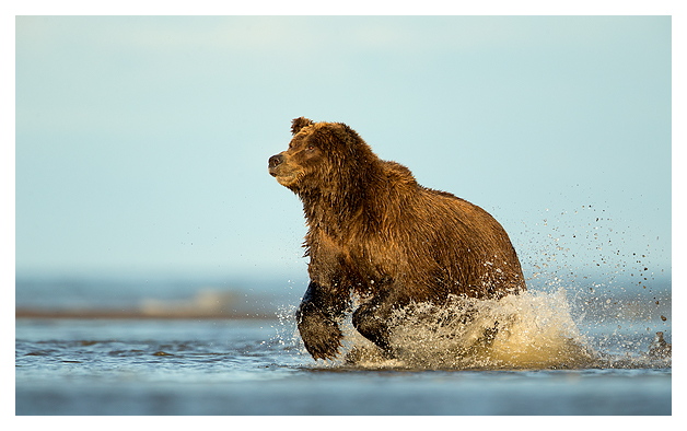 Grizzly fishing 1
