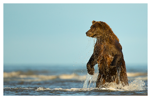 Grizzly fishing
