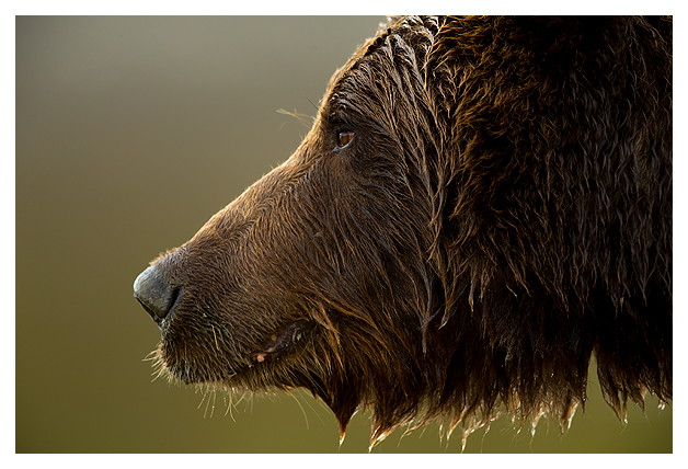 Grizzly portrait