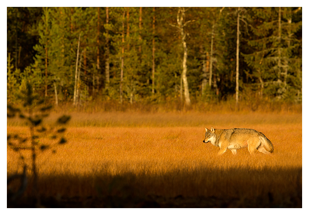 Wolf Alpha male at dusk 1
