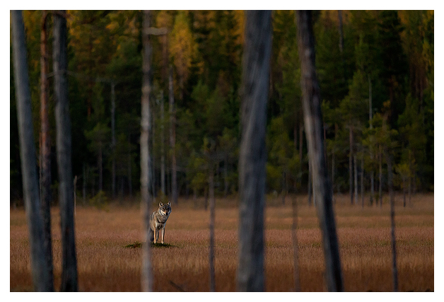 Wolf Alpha male at dusk