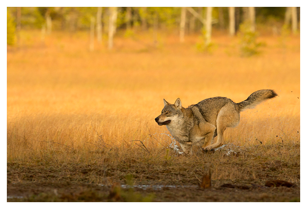 Wolf Alpha male running 1