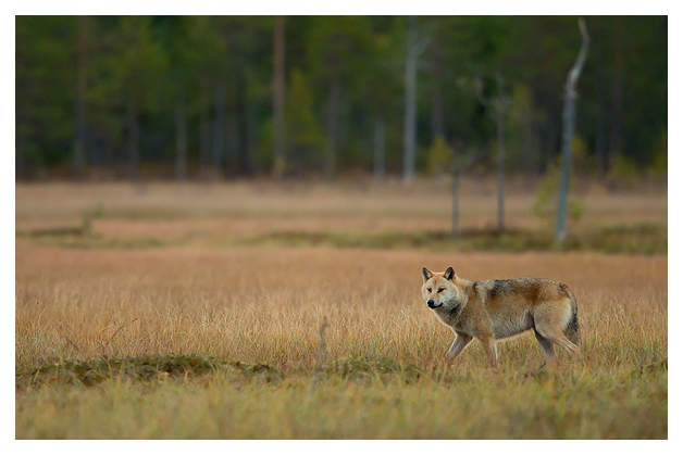 Wolf at dusk 2