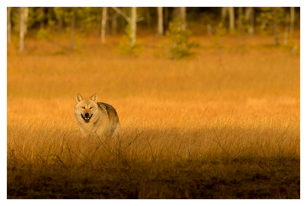Wolf at dusk 5