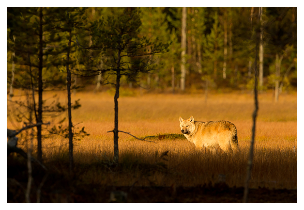 Wolf at dusk 7