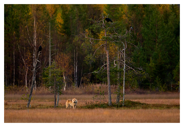 Wolf at dusk